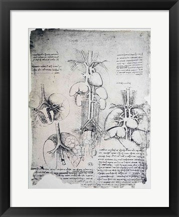 Framed Art The Heart and the Circulation by Leonardo Da Vinci Wall Decor 18x24 Artwork