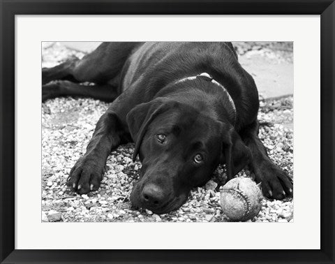 Framed Art Playful by Rob Sturcke Wall Decor 18x24 Artwork