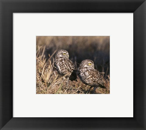 Framed Art Two Burrowing Owls Wall Decor 18x24 Artwork
