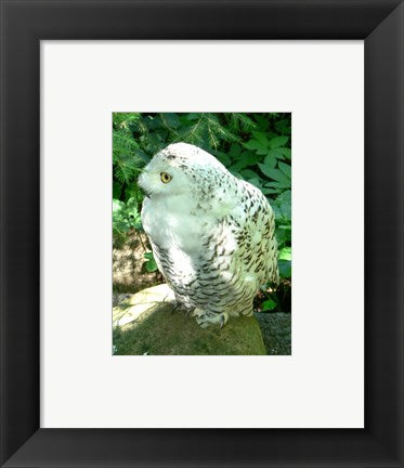 Framed Art Snowy Owl photo Wall Decor 18x24 Artwork