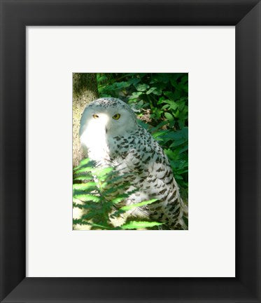 Framed Art Snow Owl In Woods Wall Decor 18x24 Artwork