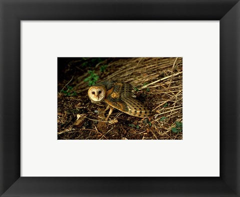 Framed Art Burrow Owl In Woods Framed Art for your Home Wall Decor 18x24 Artwork