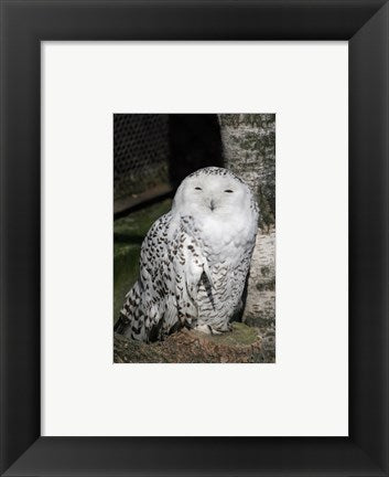 Framed Art Snow Owl Portrait Wall Decor 18x24 Artwork