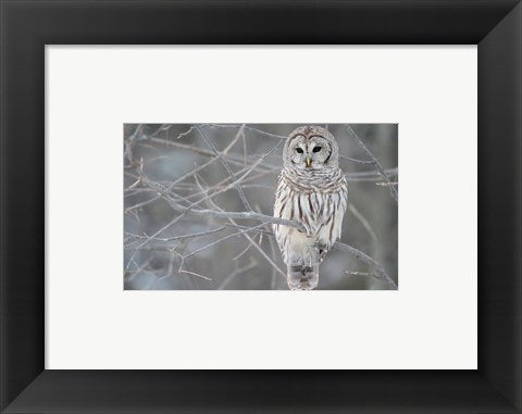 Framed Art Owl In The Woods Wall Decor 18x24 Artwork