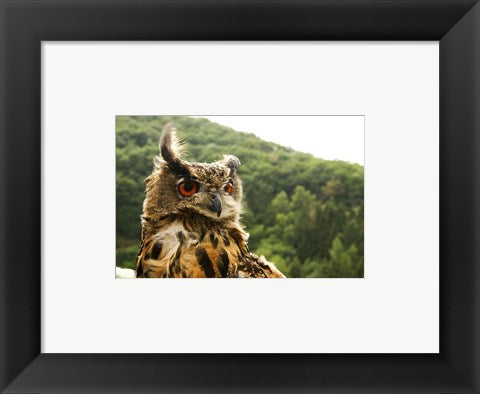 Framed Art Barn Owl Great Horned Owl Wall Decor 18x24 Artwork