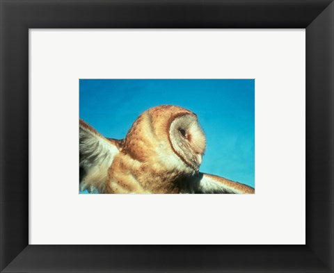 Framed Art Barn Owl In Flight Framed Art for your Home Wall Decor 18x24 Artwork