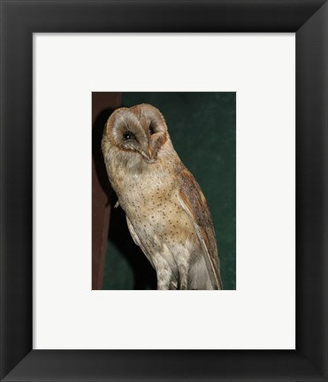 Framed Art Barn Owl Portrait Framed Art for your Home Wall Decor 18x24 Artwork