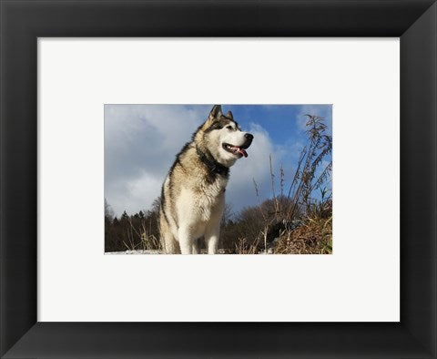 Framed Art Alaskan Malamute Dog Framed Art for your Home Wall Decor 18x24 Artwork