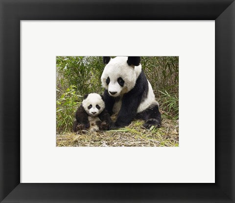 Framed Art Panda Mother and Cub Wall Decor 18x24 Artwork