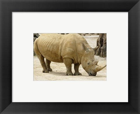 Framed Art African Rhinoceros Framed Art for your Home Wall Decor 18x24 Artwork