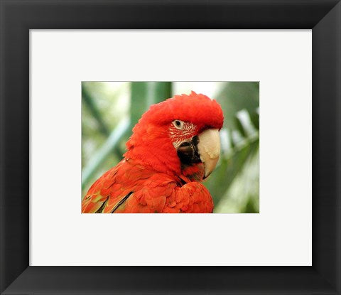 Framed Art Red Parrot Wall Decor 18x24 Artwork