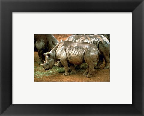 Framed Art Black Rhinoceros in Africa Wall Decor 18x24 Artwork