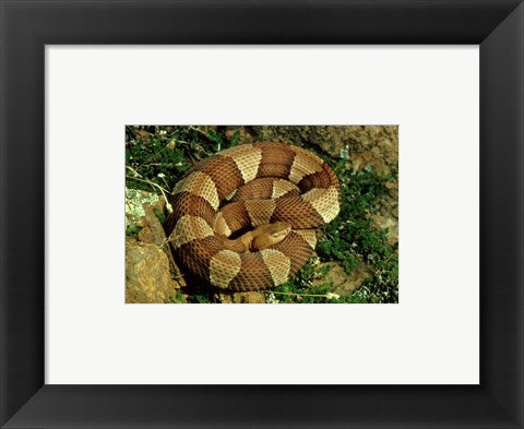Framed Art Broad Banded Copperhead Coiled Snake Wall Decor 18x24 Artwork