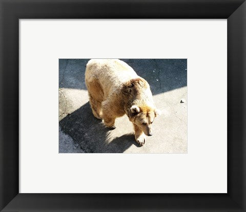 Framed Art Brown Bear Framed Art for your Home Wall Decor 18x24 Artwork