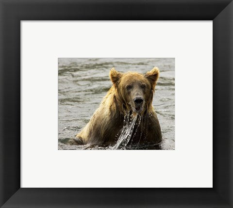 Framed Art Brown Bear Fishing Framed Art for your Home Wall Decor 18x24 Artwork