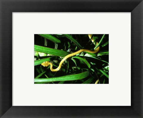 Framed Art Brown Tree Snake Framed Art for your Home Wall Decor 18x24 Artwork