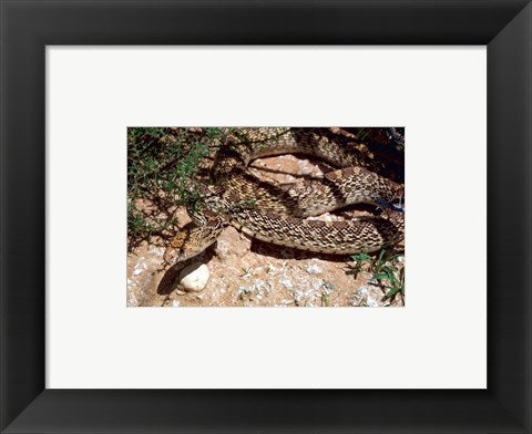Framed Art Bull Snake in New Mexico Wall Decor 18x24 Artwork