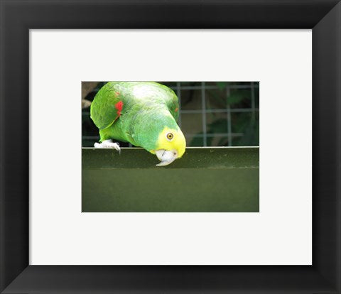 Framed Art Cheeky Parrot Framed Art for your Home Wall Decor 18x24 Artwork