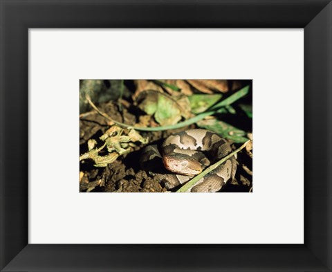 Framed Art Close Up of Coiled Copperhead Snake Wall Decor 18x24 Artwork