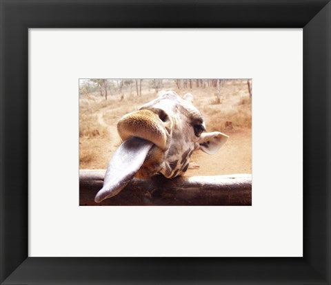 Framed Art Giraffe Sticking His Tongue Out Wall Decor 18x24 Artwork