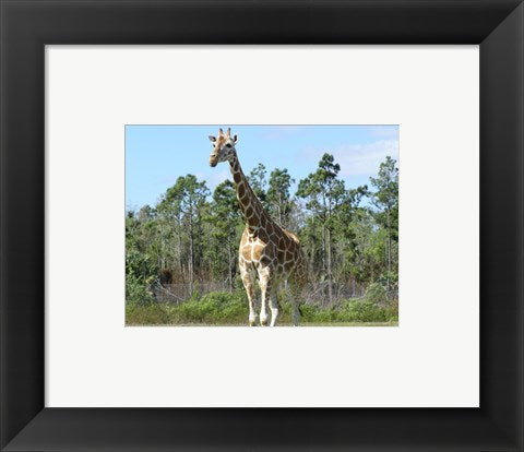 Framed Art Giraffe Camelopardalis Wall Decor 18x24 Artwork