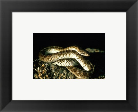 Framed Art Glossy Snake Wall Decor 18x24 Artwork