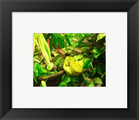 Framed Art Green Tree Python Snake Wall Decor 18x24 Artwork