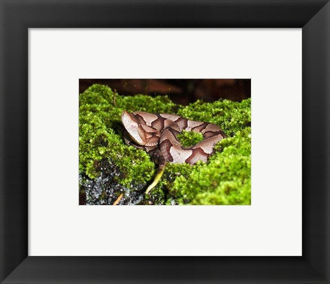 Framed Art Juvenile Copperhead Snake Wall Decor 18x24 Artwork