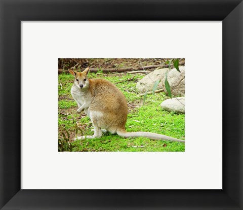 Framed Art Kangaroo Outdoors Wall Decor 18x24 Artwork