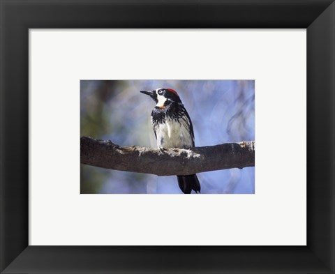 Framed Art Male Acorn Woodpecker Wall Decor 18x24 Artwork
