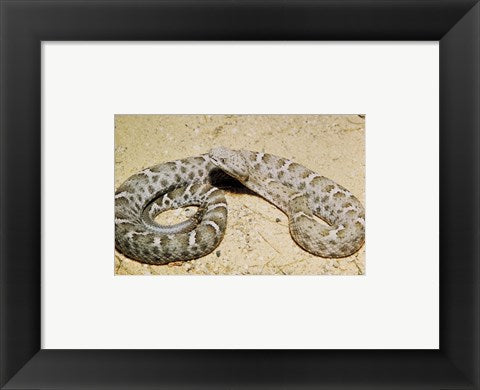 Framed Art Mexican Ridged Nose Rattlesnake Wall Decor 18x24 Artwork