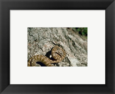 Framed Art Night Snake New Mexico Wall Decor 18x24 Artwork