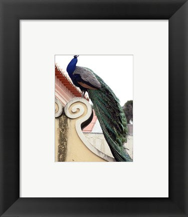 Framed Art Peacock Wall Decor 18x24 Artwork