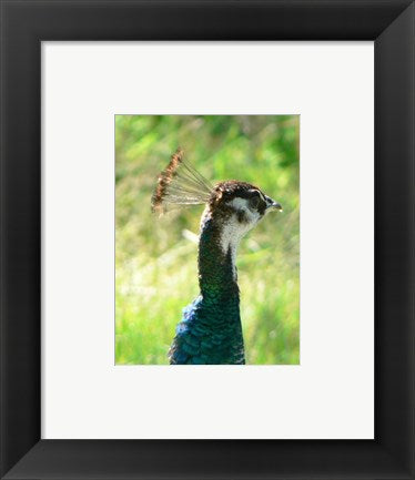 Framed Art Peacock Head Wall Decor 18x24 Artwork