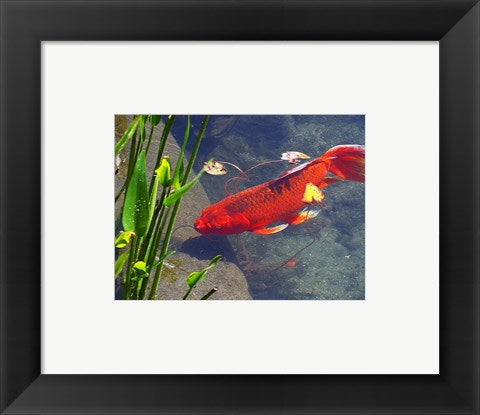 Framed Art Red Goldfish Wall Decor 18x24 Artwork