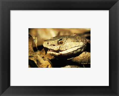 Framed Art Head of a Copperhead Snake Wall Decor 18x24 Artwork