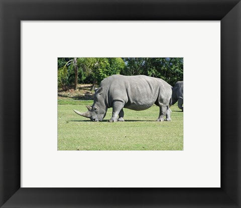 Framed Art Rhino Grazing Wall Decor 18x24 Artwork