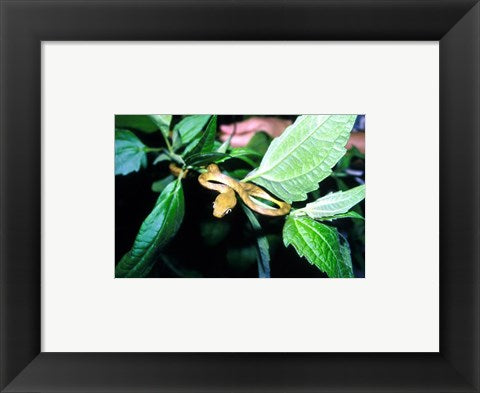Framed Art Tree Snake Photograph Wall Decor 18x24 Artwork