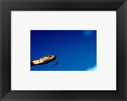 Framed Art Wandering Garter Snake Wall Decor 18x24 Artwork