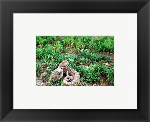 Framed Art Western Diamondback Rattlesnake Wall Decor 18x24 Artwork