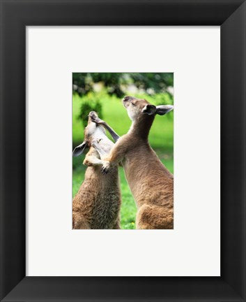 Framed Art Playful Kangaroos Wall Decor 18x24 Artwork