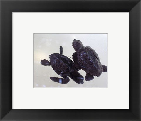 Framed Art Baby Sea Turtles Framed Art for your Home Wall Decor 18x24 Artwork