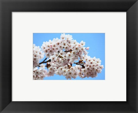 Framed Art Cherry Blossoms Framed Art for your Home Wall Decor 18x24 Artwork