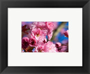 Flowering Cherry Blossoms