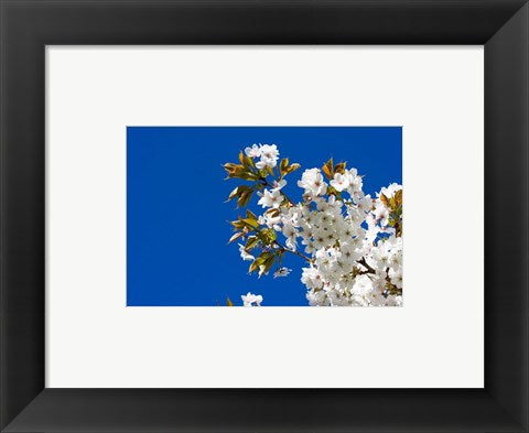 Framed Art Japanese Cherry Blossom Wall Decor 18x24 Artwork