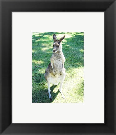 Framed Art Kangaroo In Field Wall Decor 18x24 Artwork