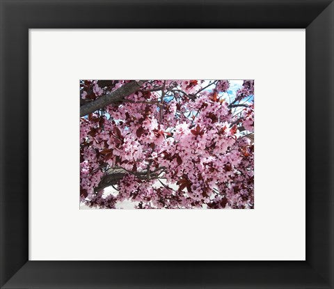 Framed Art Pink Cherry Blossoms Wall Decor 18x24 Artwork