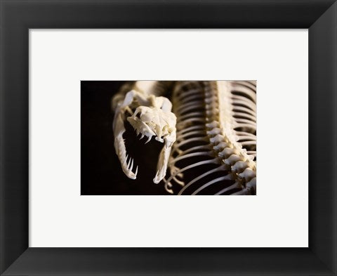 Framed Art Snake Skeleton Wall Decor 18x24 Artwork