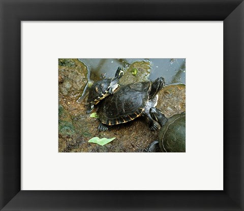 Framed Art Three Turtles Wall Decor 18x24 Artwork