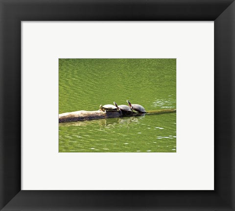 Framed Art Turtle Family Wall Decor 18x24 Artwork
